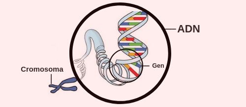 Ácidos nucleicos – La estructura química de las moléculas y su importancia  para el estudio de los procesos biológicos