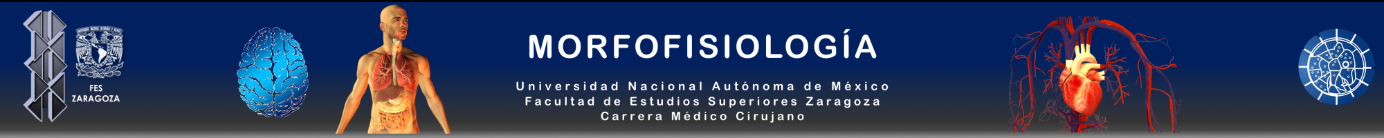 Morfofisiología
